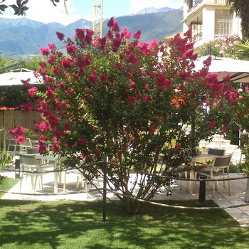 Manutenzione del verde | Gallery