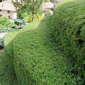 Manutenzione del verde | Gallery