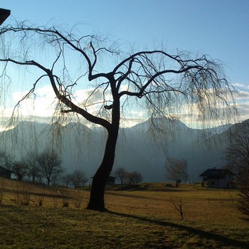 Manutenzione del verde | Gallery