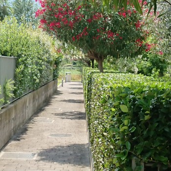 Manutenzione del verde | Gallery