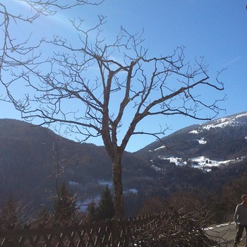 Manutenzione del verde | Gallery