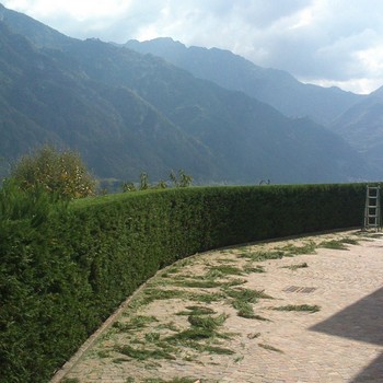 Manutenzione del verde | Gallery